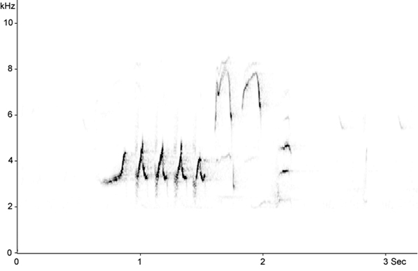 Sonogram of Redstart song