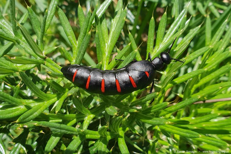 Red-striped Oil Beetle (Berberomeloe majalis), Valle de Ojn  Fraser Simpson