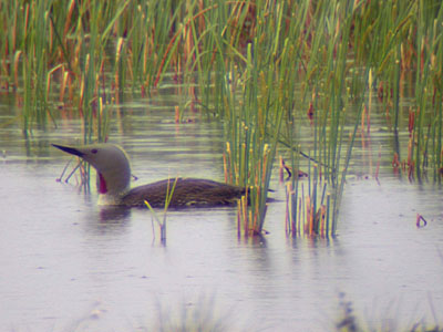 Red-throated Diver