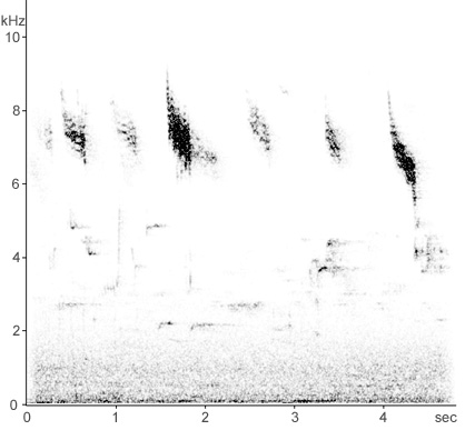 Sonogram of Redwing calls