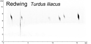 Redwing spectrogram © Fraser Simpson