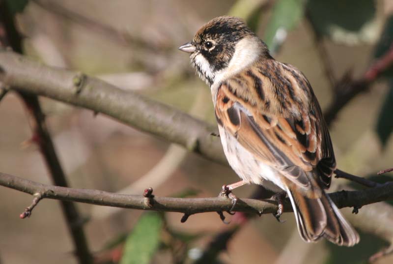 Reed Bunting (male) � 2005  F. S. Simpson