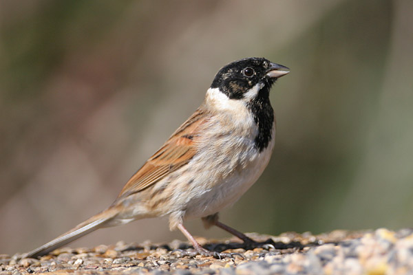 Reed Bunting �2006 Fraser Simpson