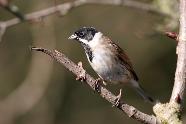 Reed Bunting �2006 Fraser Simpson