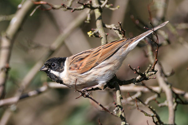 Reed Bunting �2006 Fraser Simpson