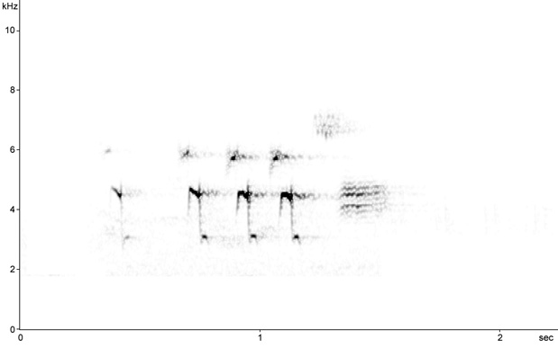 Sonogram of Reed Bunting song