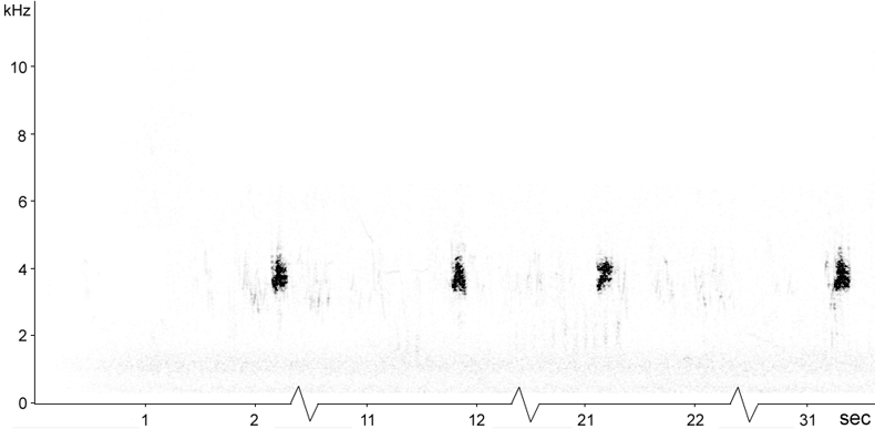 Sonogram of Reed Bunting calls