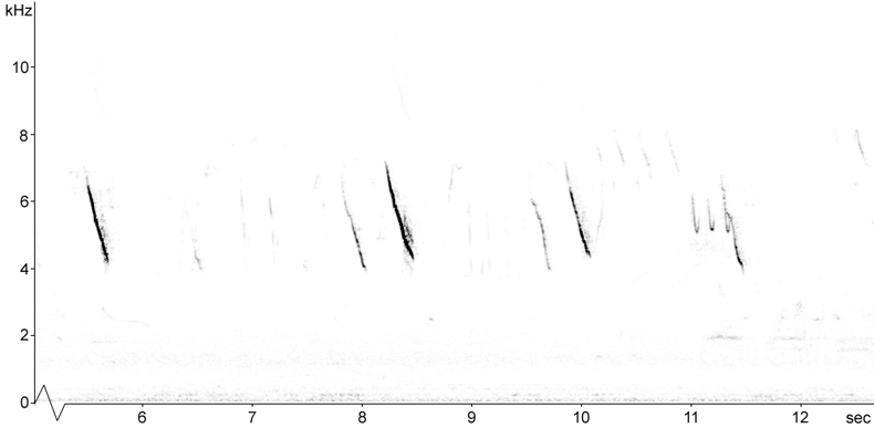 Sonogram of Reed Bunting calls