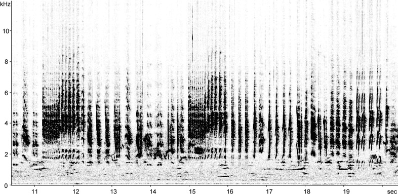 Sonogram of Reed Warbler song