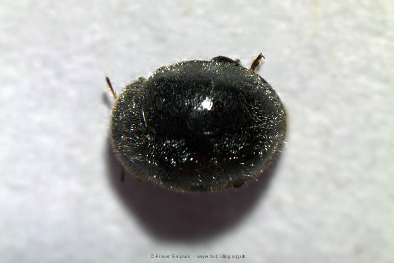 Forestier's Ladybird (Rhyzobius forestieri)  Fraser Simpson