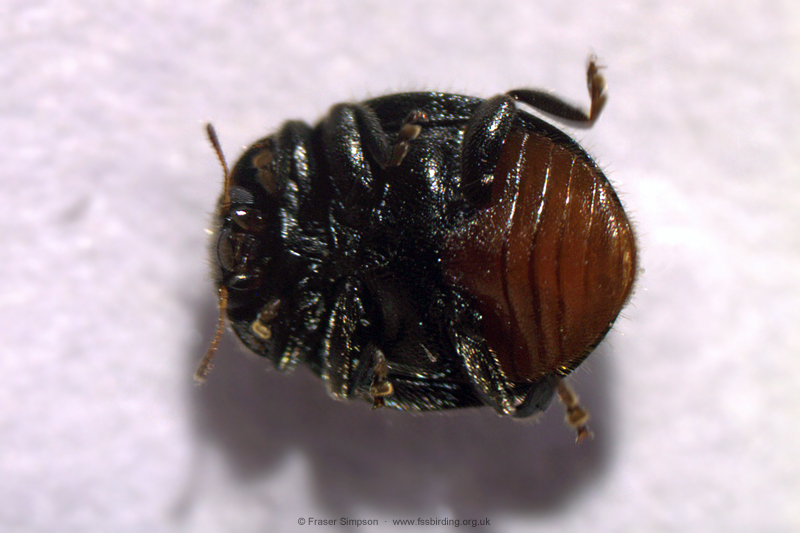 Forestier's Ladybird (Rhyzobius forestieri) © Fraser Simpson
