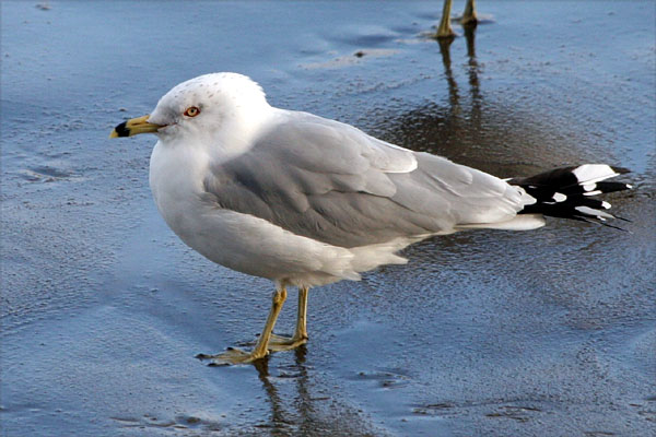 Ring-billed Gull 2006 Fraser Simpson