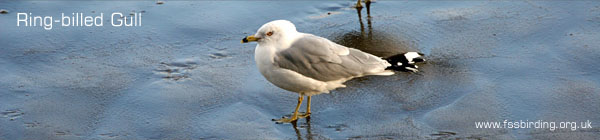 Ring-billed Gull ©2006 Fraser Simpson