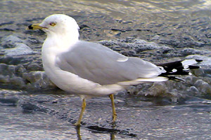Ring-billed Gull 2006 Fraser Simpson