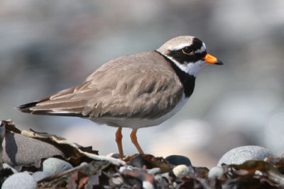 Ringed Plover  2005  F. S. Simpson