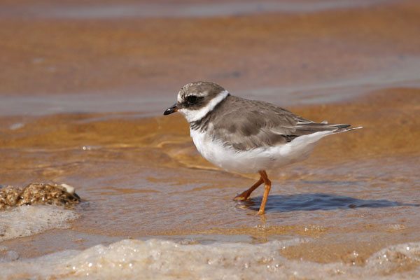 Ringed Plover 2006 Fraser Simpson