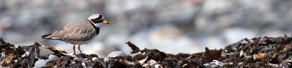 Ringed Plover 2005 Fraser Simpson