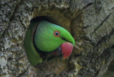 Ring-necked Parakeet at nest hole  2005  F. S. Simpson