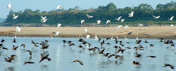Egrets & Cormorants ©2005 Fraser Simpson