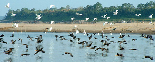 Egrets & Cormorants 2005 Fraser Simpson