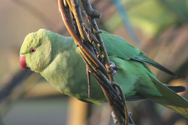 Ring-necked Parakeet �2005 Fraser Simpson