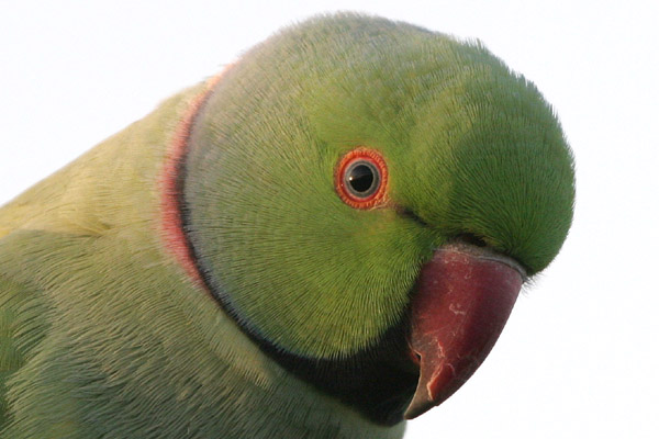 Ring-necked Parakeet �2005 Fraser Simpson