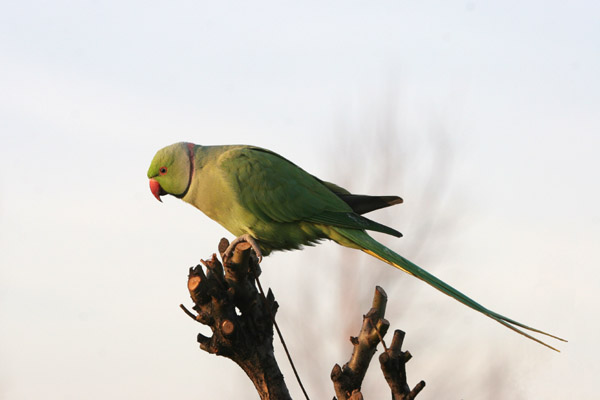 Ring-necked Parakeet �2005 Fraser Simpson