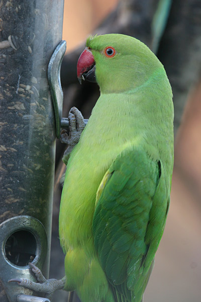 Ring-necked Parakeet �2005 Fraser Simpson
