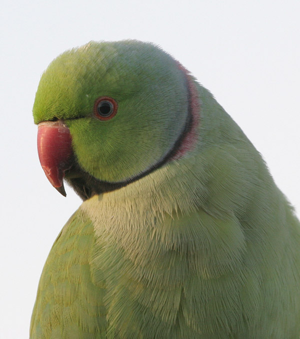 Ring-necked Parakeet �2005 Fraser Simpson