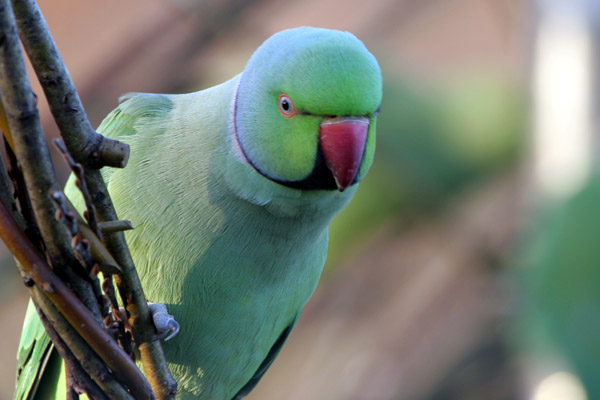 Ring-necked Parakeet �2005 Fraser Simpson