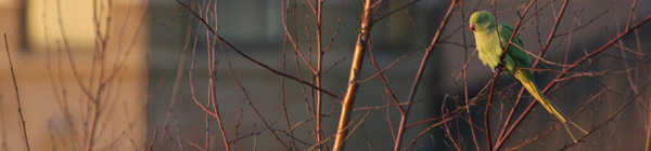 Ring-necked Parakeet, London ©2005 Fraser Simpson