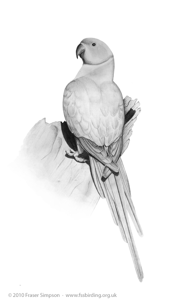 Ring-necked Parakeet drawing © Fraser Simpson