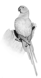 Ring-necked Parakeet (Psittacula krameri)  Fraser Simpson