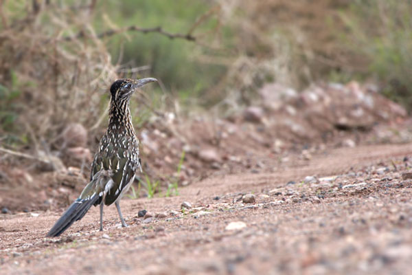 Greater Roadrunner 2006 Fraser Simpson