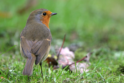 Robin, Sunny Hill Park, London  2005  Fraser Simpson
