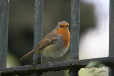Robin, Sunny Hill Park, London  2005  Fraser Simpson