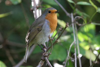 Robin, Sunny Hill Park, London  2005  Fraser Simpson