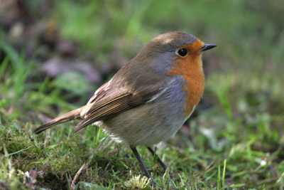 Robin, Sunny Hill Park, London  2005  Fraser Simpson