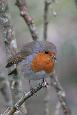 Robin �2005 Fraser Simpson