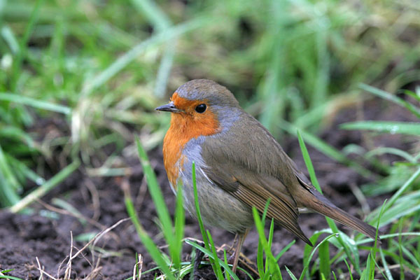 Robin �2005 Fraser Simpson