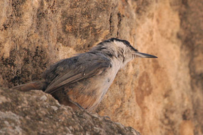 Western Rock Nuthatch, Delphi � 2005  F. S. Simpson