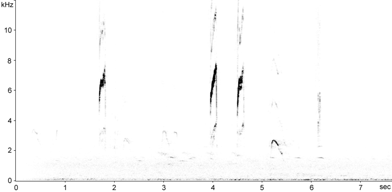 Sonogram of Rock Pipit calls in flight