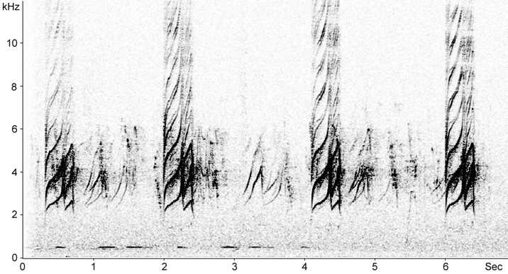 Sonogram of Rock Sparrow calls