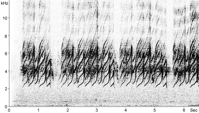 Sonogram of Rock Sparrow calls