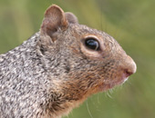 Rock Squirrel