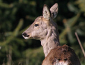 Roe Deer