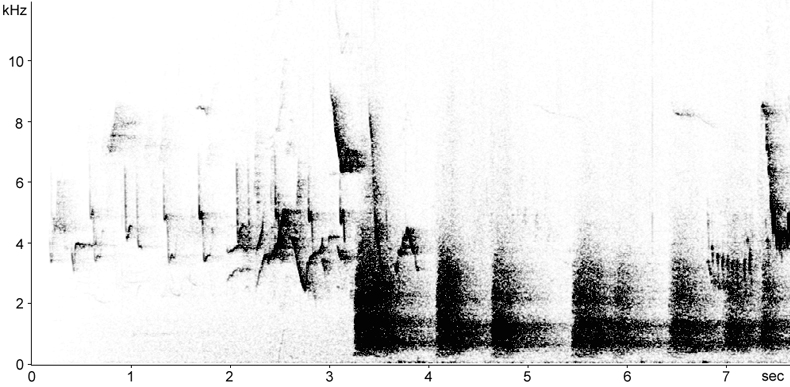 Sonogram of European Roe Deer (Capreolus capreolus) barks