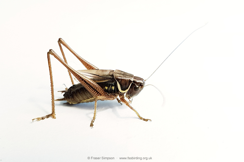 Roesel's Bush-cricket (Roeseliana roeselii)  Fraser Simpson