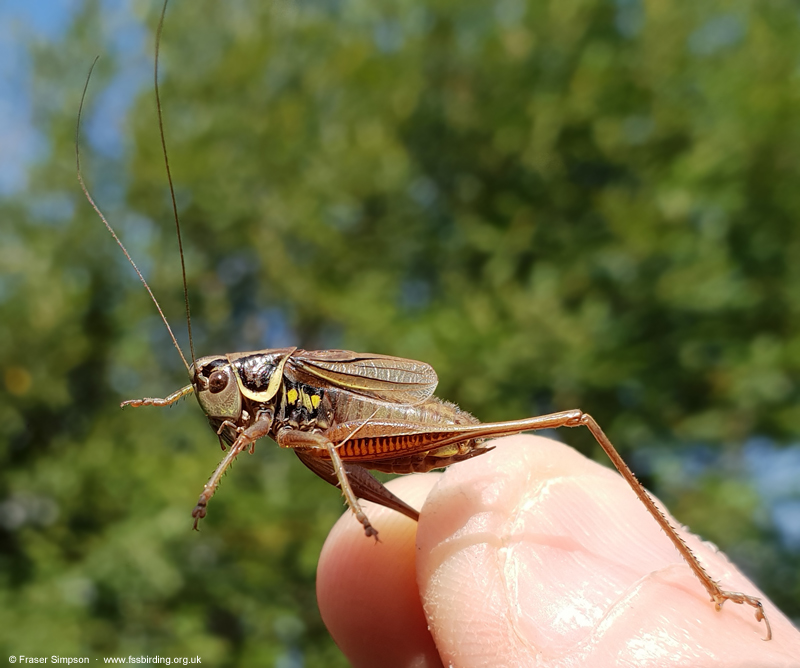 Roesel's Bush-cricket (Roeseliana roeselii)  Fraser Simpson