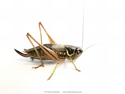 Roesel's Bush-cricket (Roeseliana roeselii) - female  Fraser Simpson